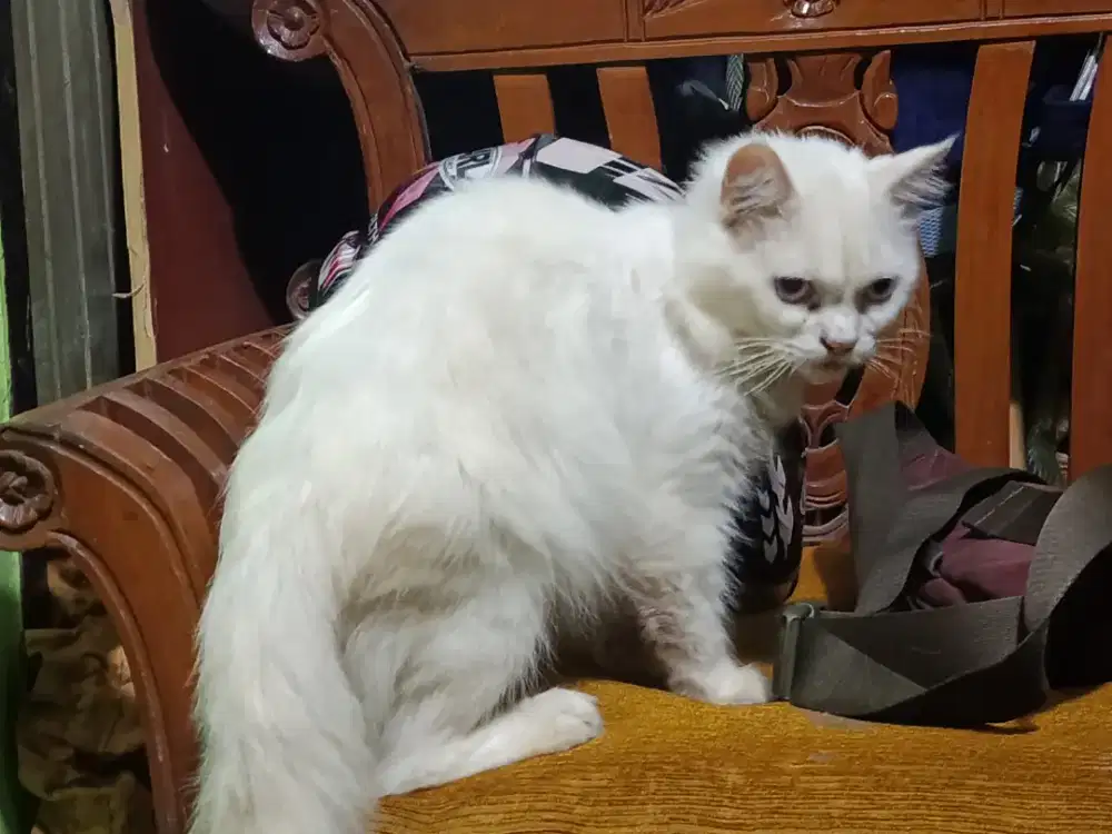 Persia Jantan Jago Kawin