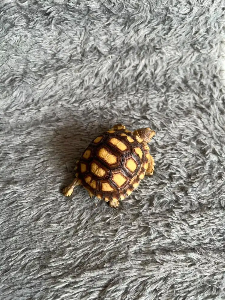 Kura darat sulcata size 5,7 cm