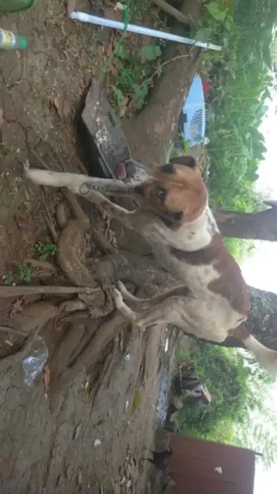 di jual negoin aja sampe jadi