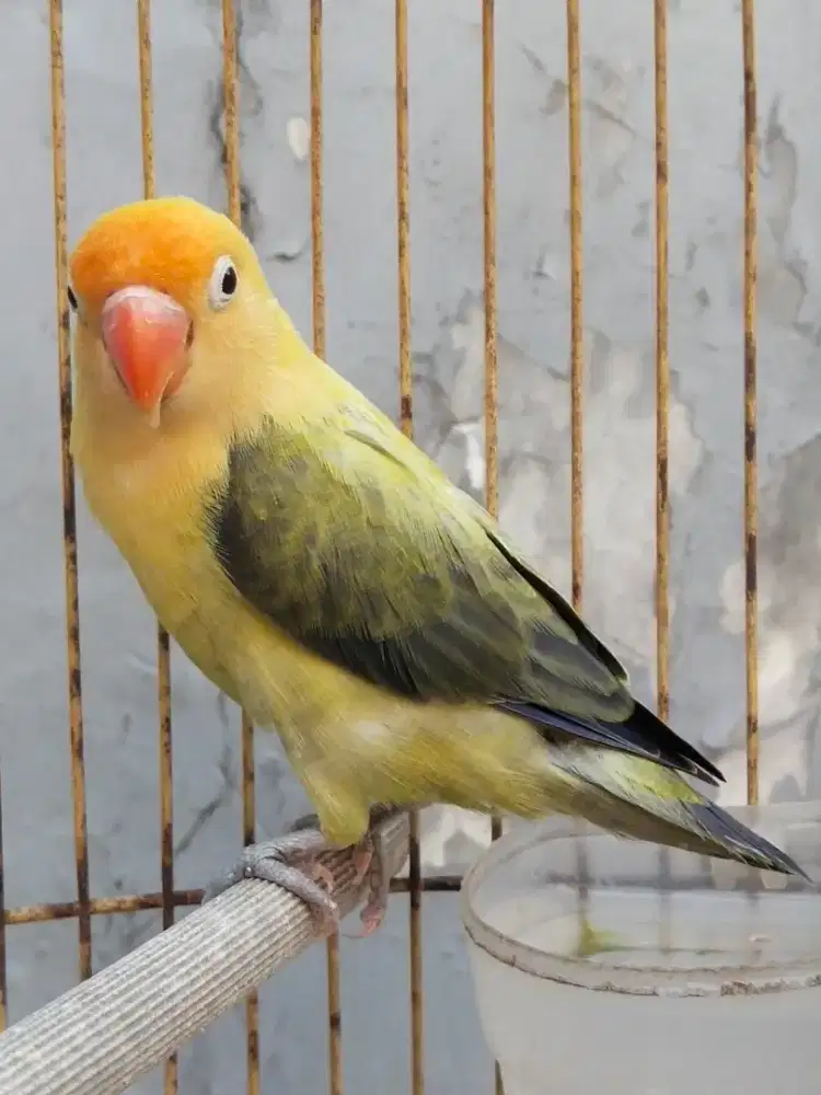 Lovebird Biola PB Ewing vio