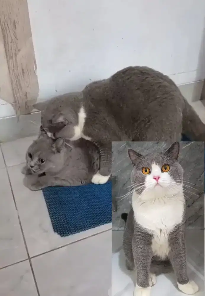 Kucing bsh British shorthair betina indukan beres pacak