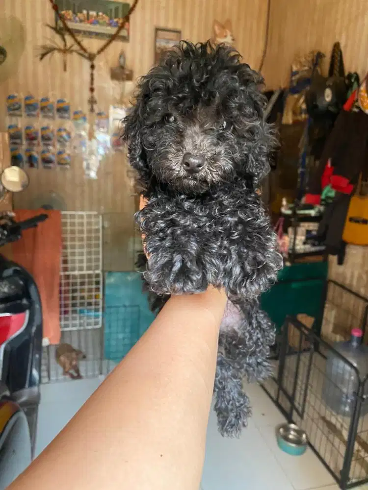 Toy poodle jantan dan betina