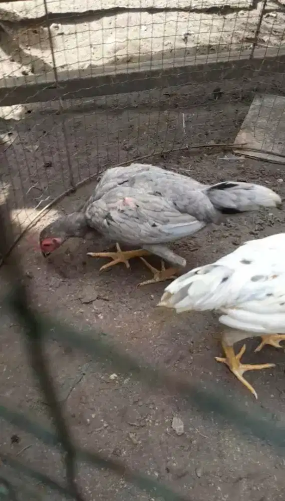 Ayam betina bagus