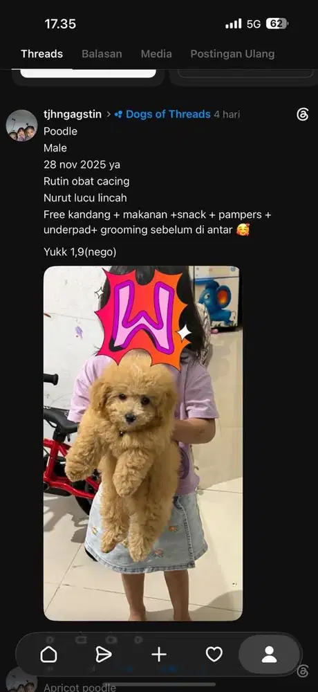 Apricot puppy poddle