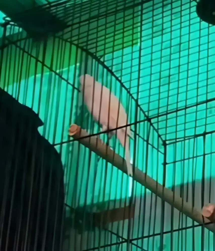 Burung kenari AF gacor + kandang besi gede, masteran murai kacer jalak
