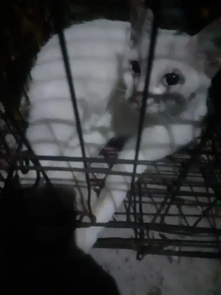 kucing persia mata biru