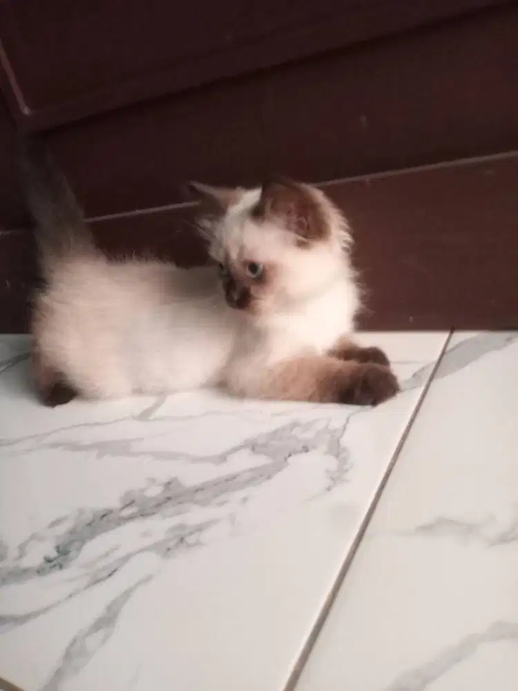 Kitten himalaya umur 3 bulan