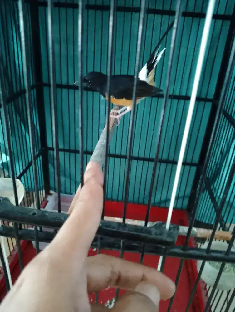 Murai + kandang no.1 oriq