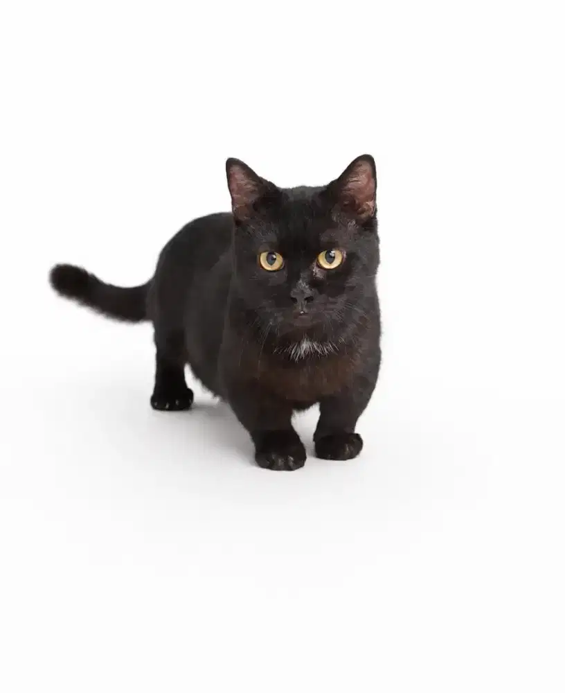 Kucing Munchkin Jantan