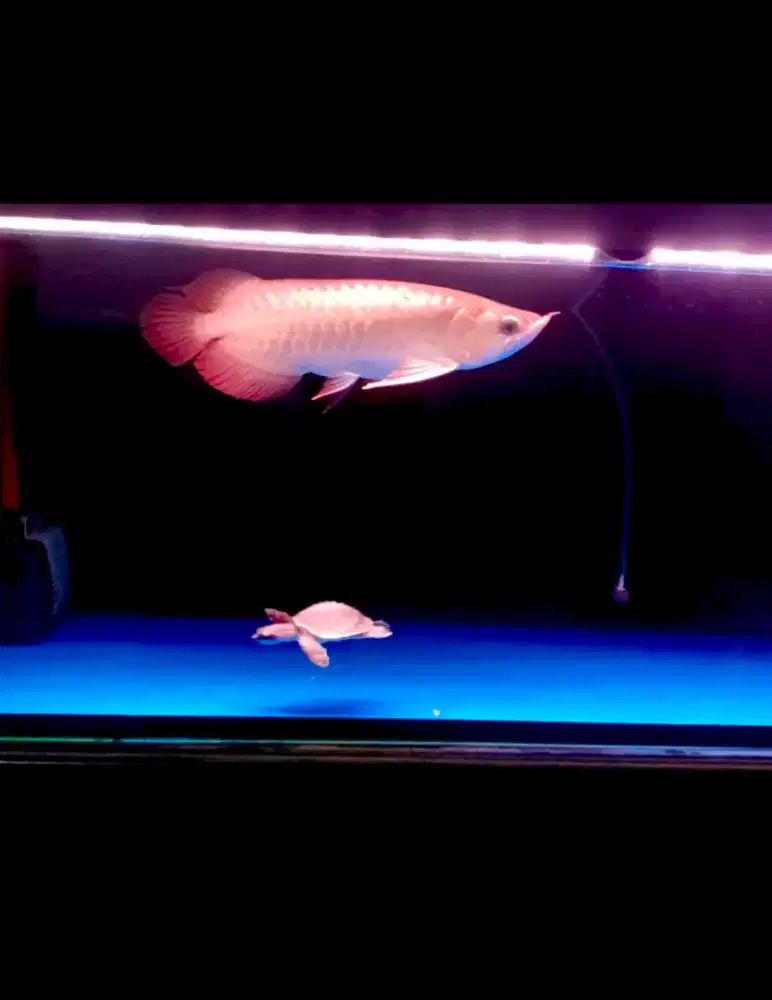 Ikan Arwana Super Red