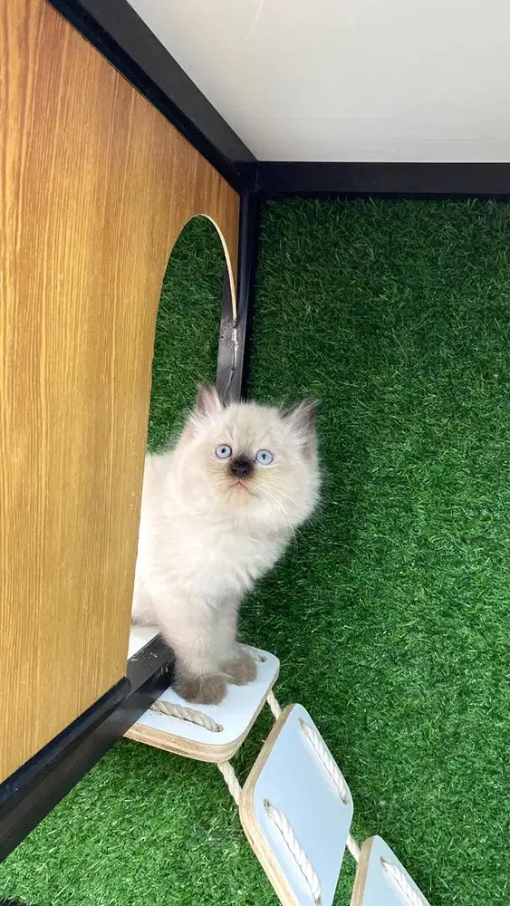 open adopt 6 ekor kitten