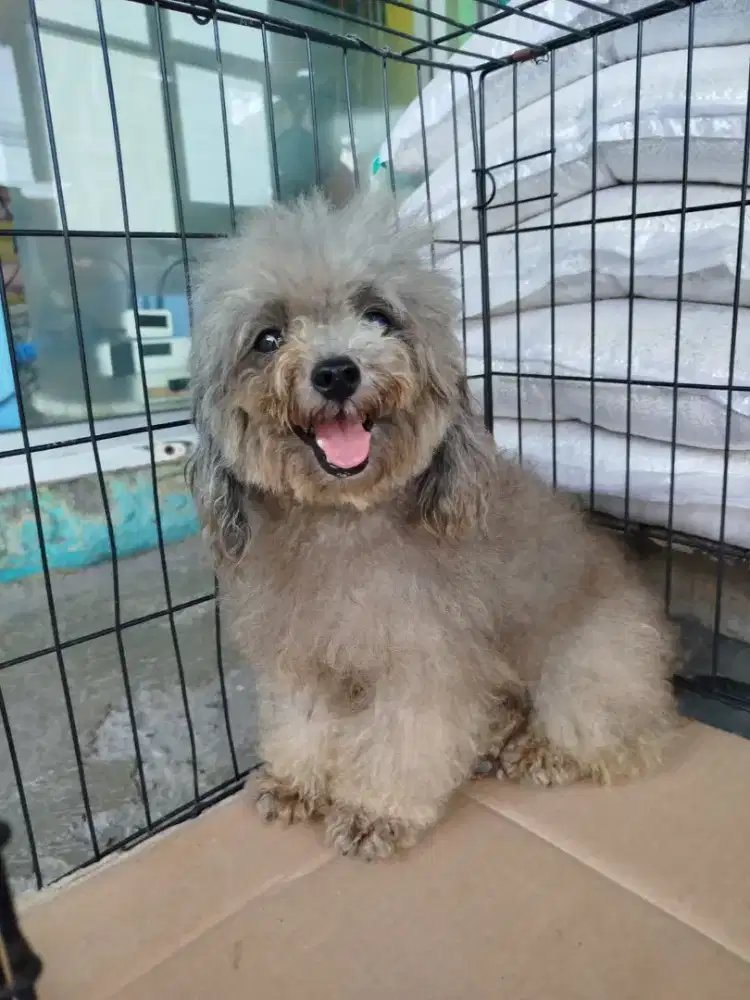 Poodle silver betina,stb