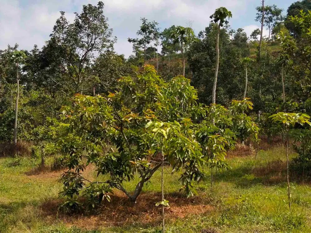 Kebun Alpukat Akses Mobil Poncokusumo Malang