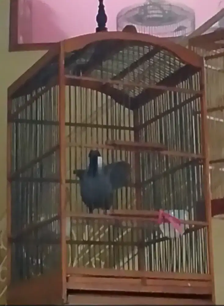 burung poho Poksay Hongkong gacor