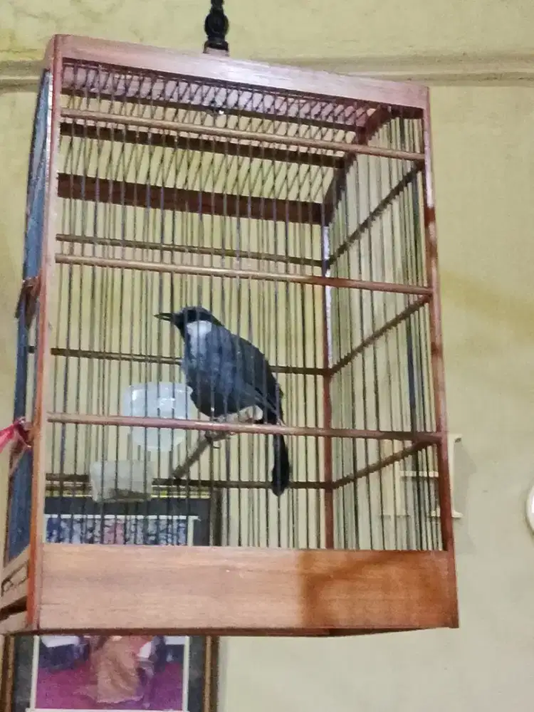 burung poho Poksay Hongkong gacor