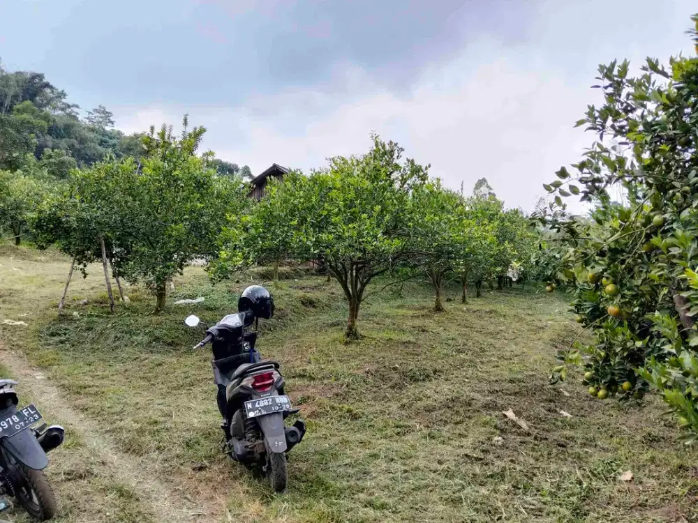 Kebun Jeruk Alpukat Poncokusumo Malang