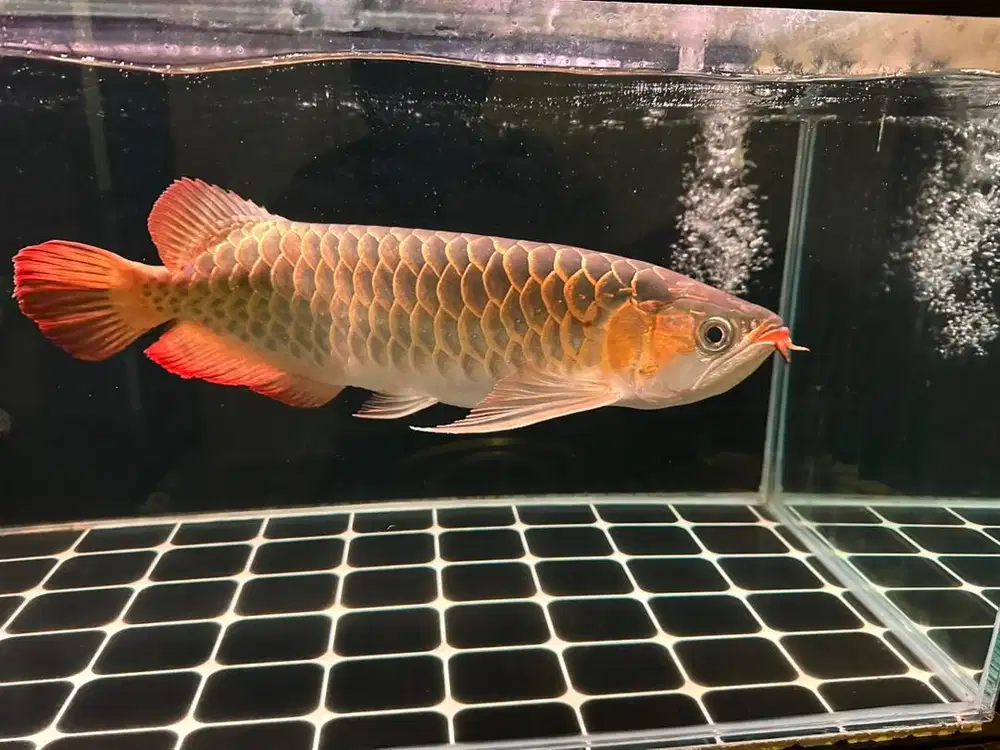 Arwana Super Red 50CM Jual Cepat