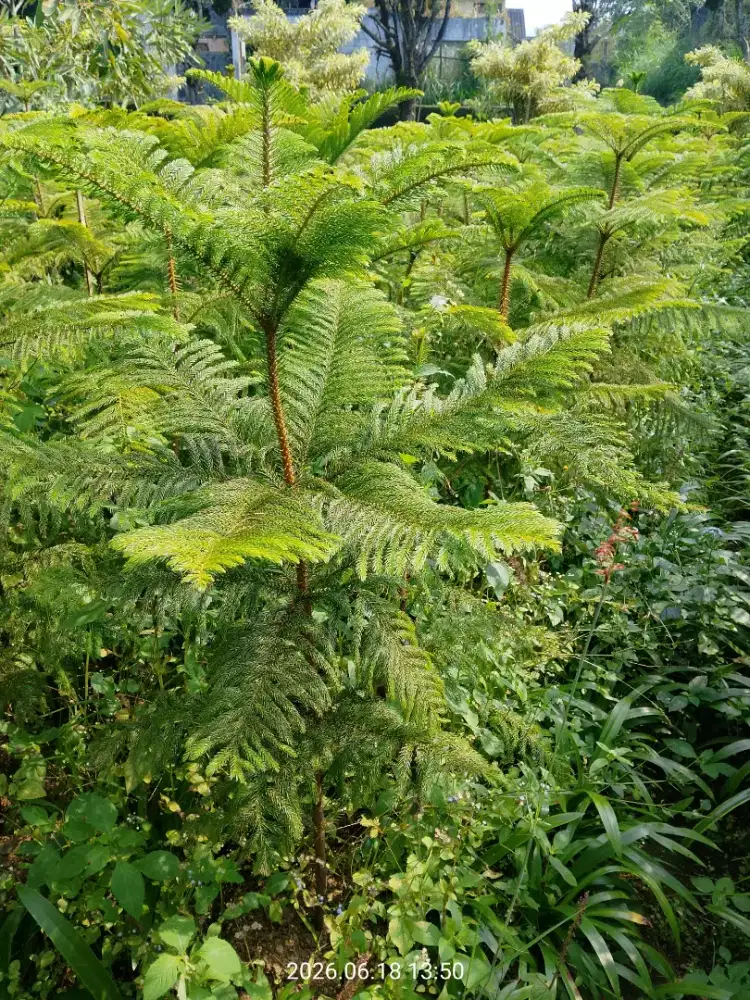 Cemara Norflok tinggi 1.5 meter