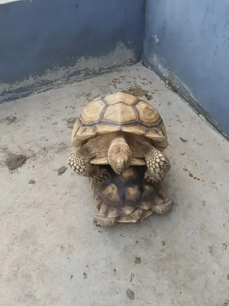 Kura sulcata sepasang 64cm & 45,5cm