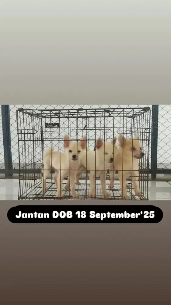 Mini Pomeranian non stb