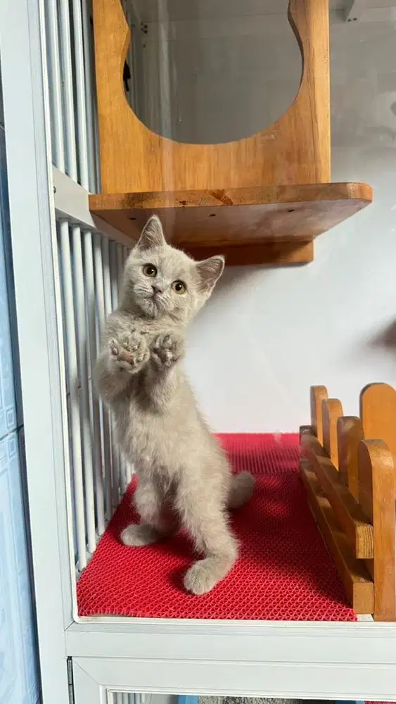 British shothair Lilac female 3bln
