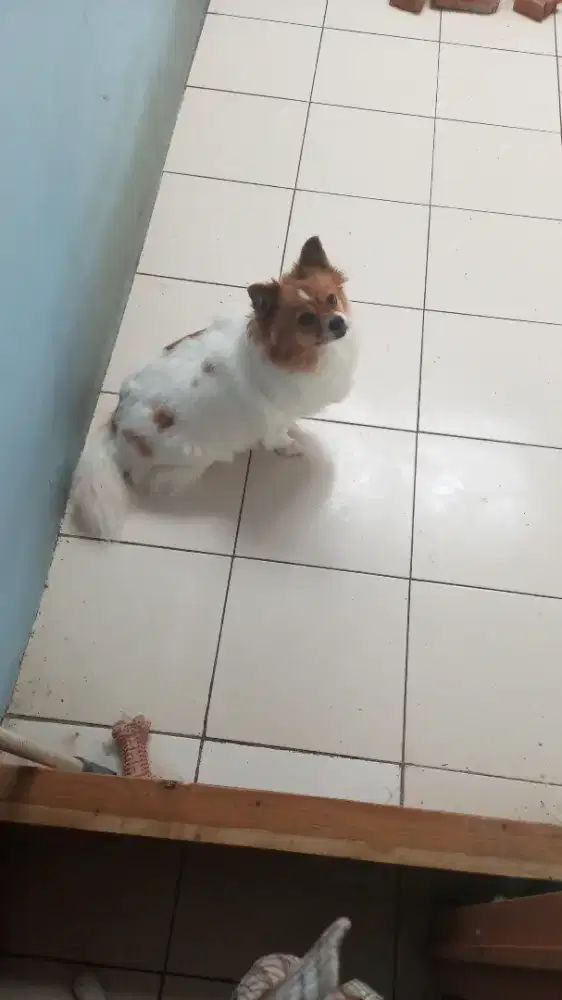 Anjing Mini Pom Betina