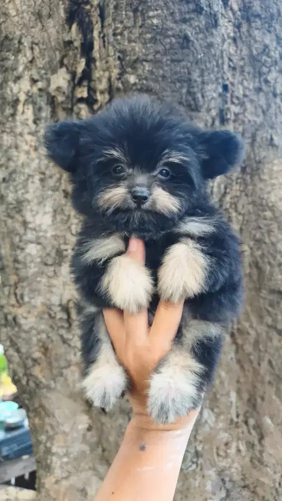 Pomeranian x Poodle