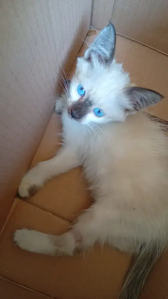 Anak kucing kawinan siamese betina