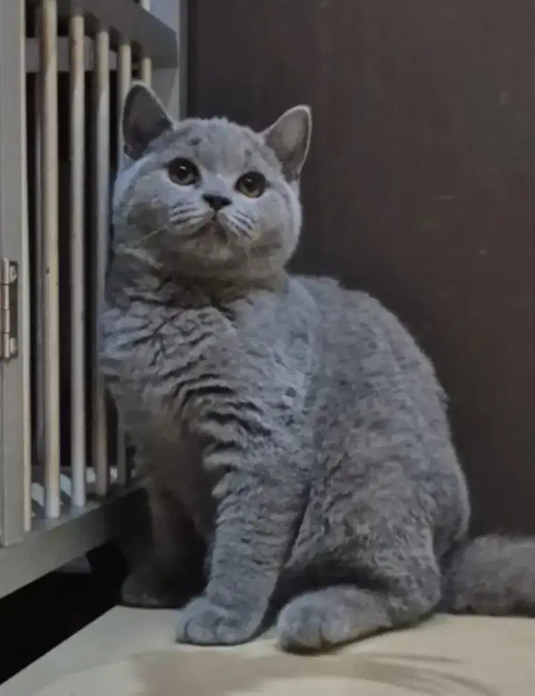 Kitten BSH blue betina
