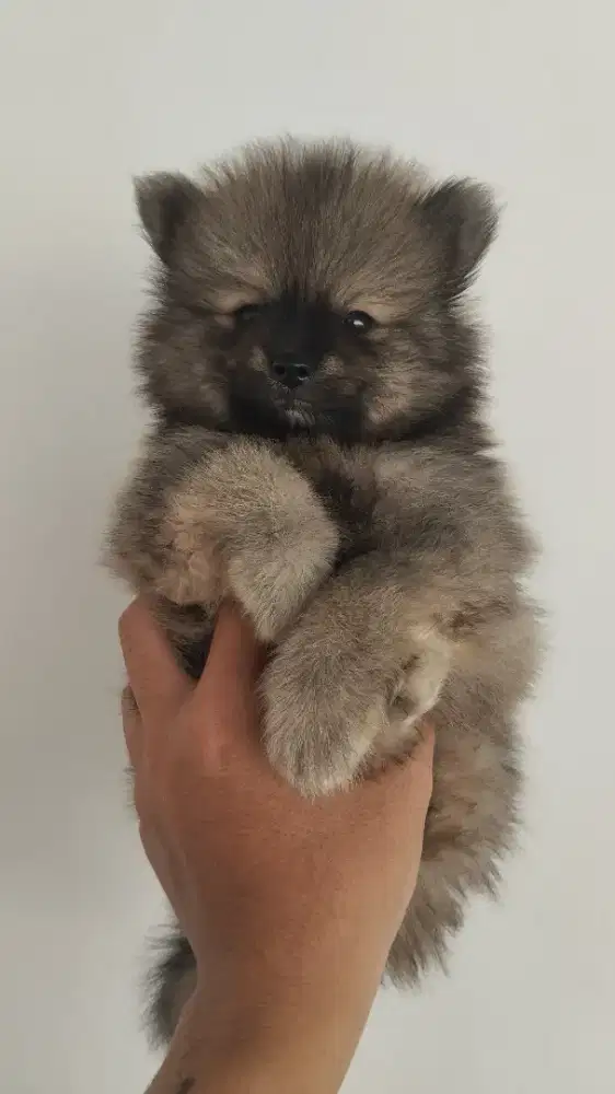 Minipom jantan sable