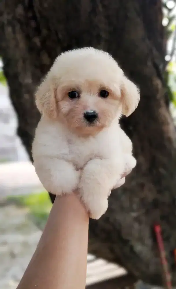 Toy poodle white