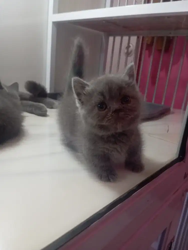 Kucing british munchkin betina