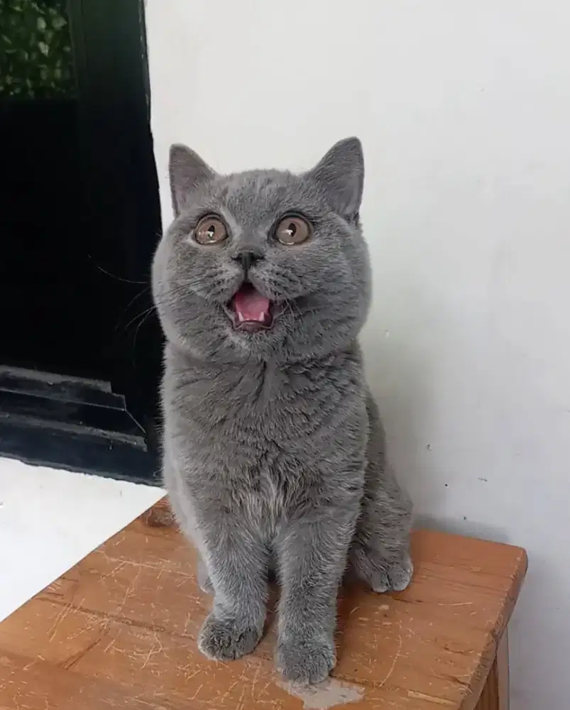 BRITISH SHORTHAIR / BSH BLUE