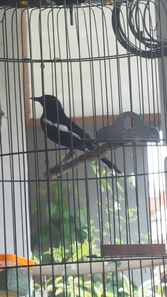 Kacer dada hitam Jatim