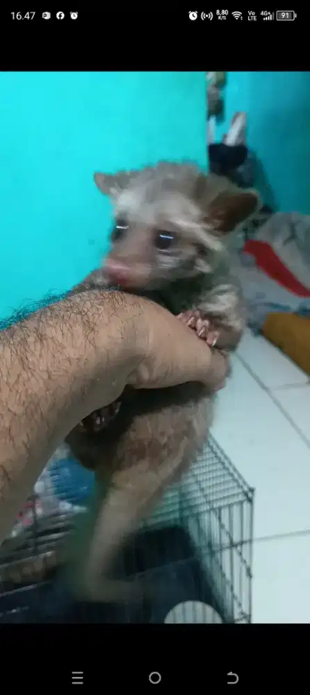 Musang baby bali