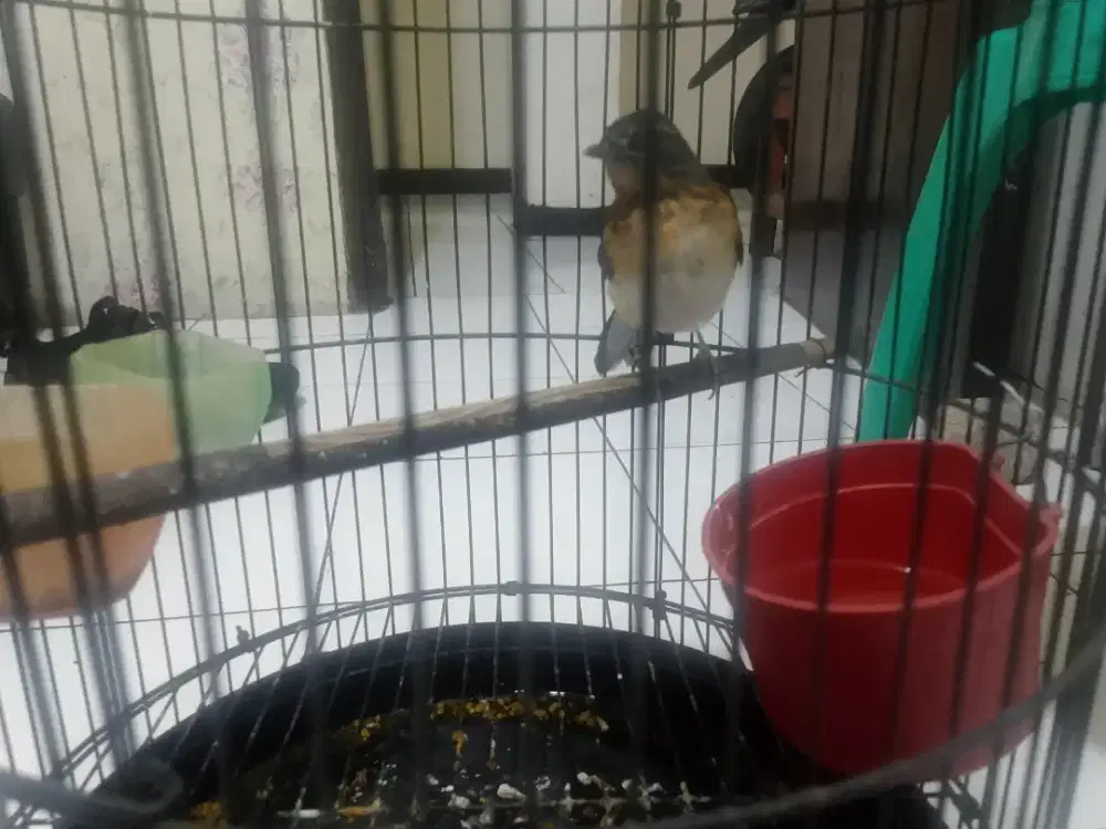 Murai trotol jantan jaminan 99%