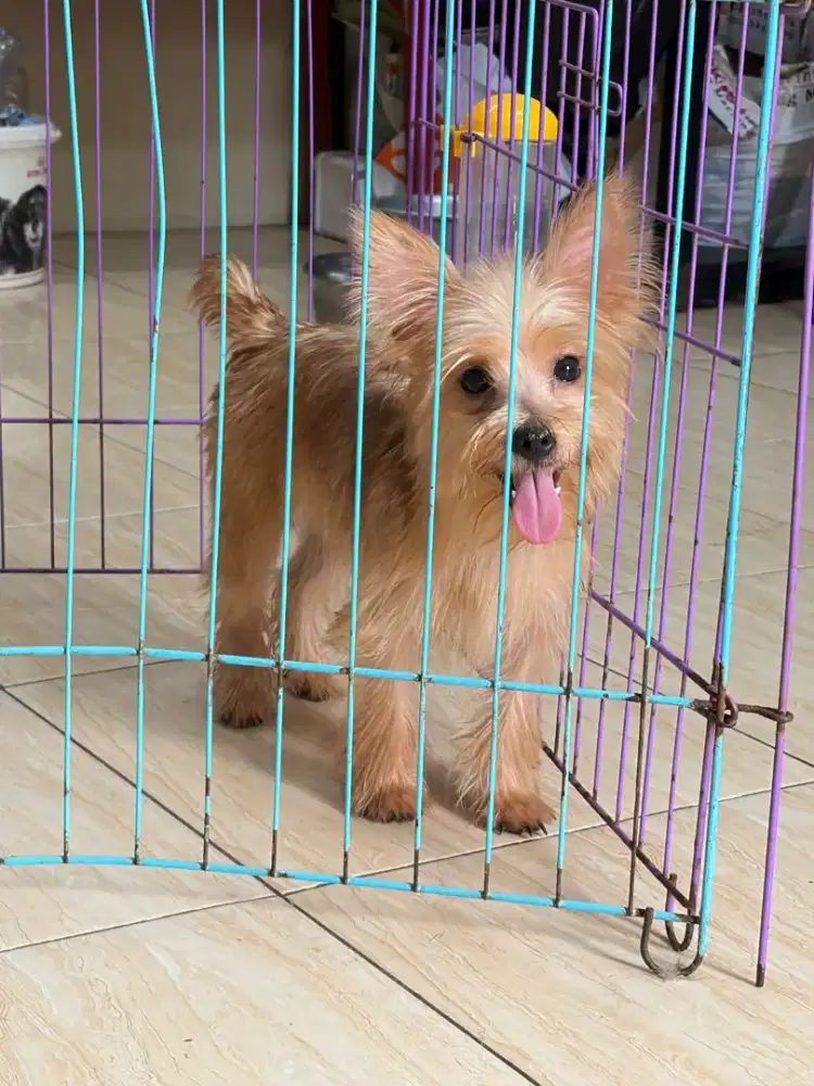 Anjing Yorkshire Terrier