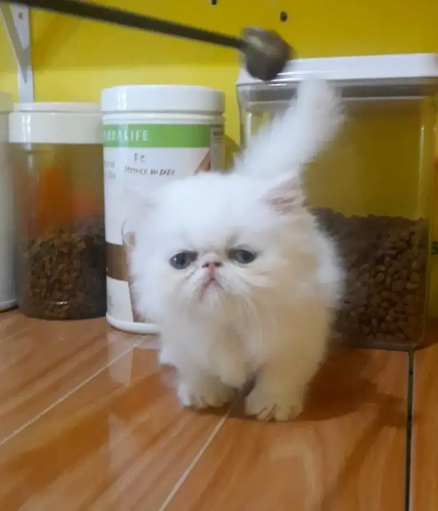 Kitten munchkin peaknose