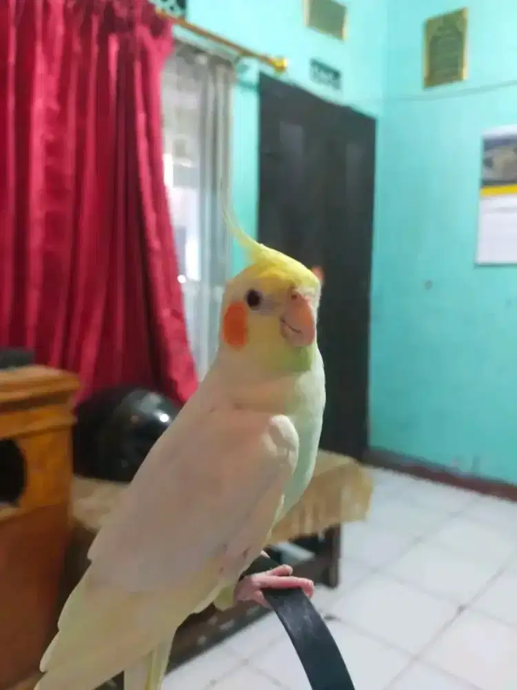 Parkit Australia lutino mata merah