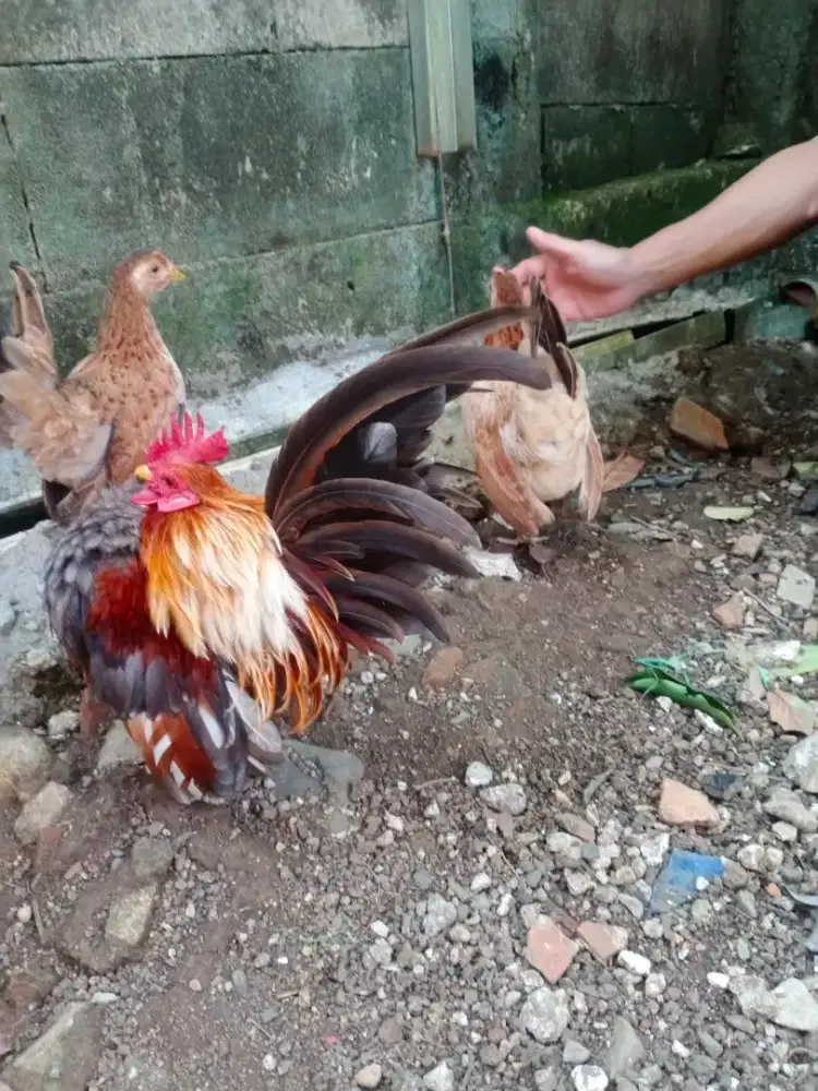 Borong semua ayam kate.