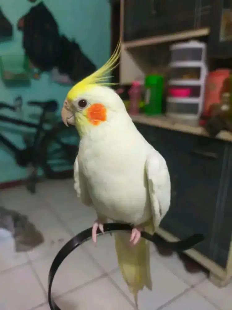 Burung Falk lutino mata merah