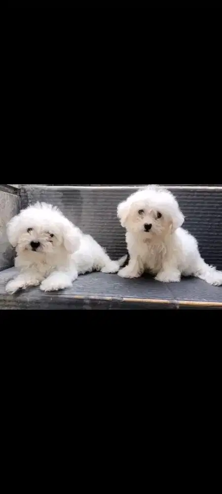 bichon frise jantan 2bln
