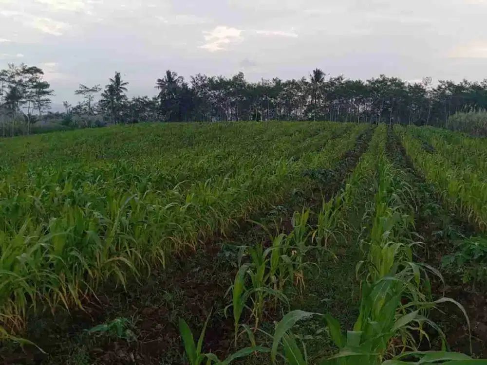 Tanah Pertanian Pamotan Dampit Malang