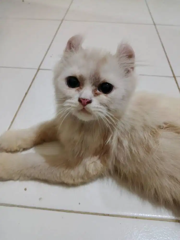 Lepas Adopsi kucing kinkalow