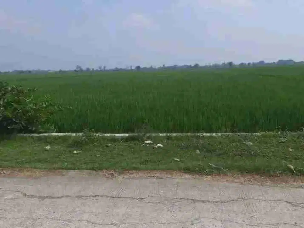 jual murah  sawah produktif  hrga di bawah pasar di  menturo  Sumobito Jombang