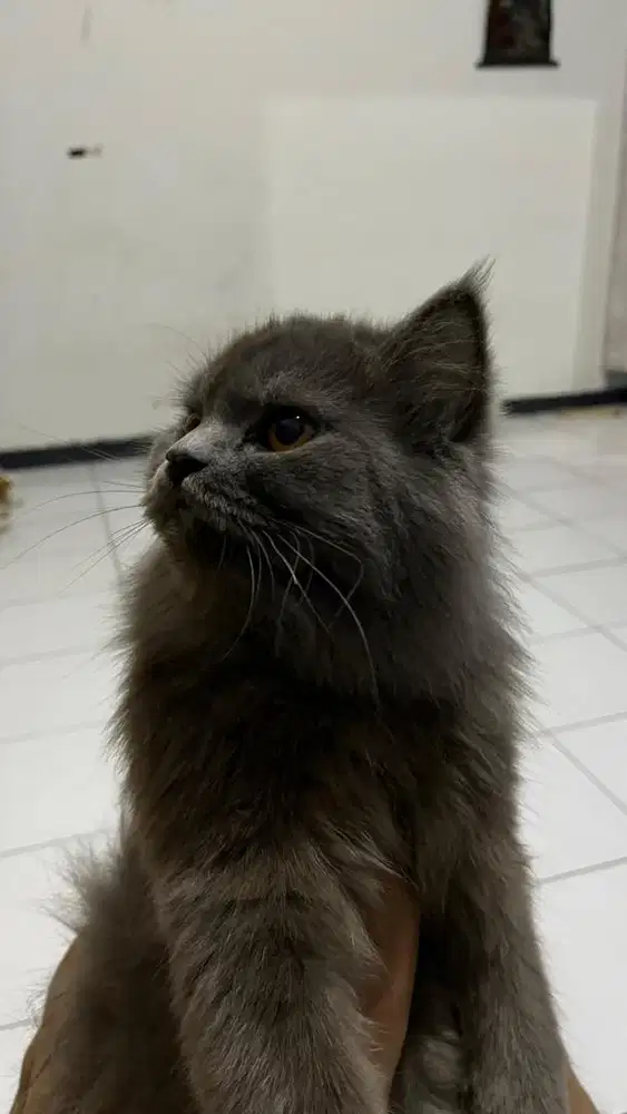 Kucing Ras Persia