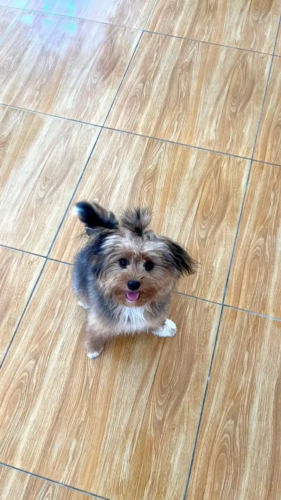 Shihpoo betina 1th