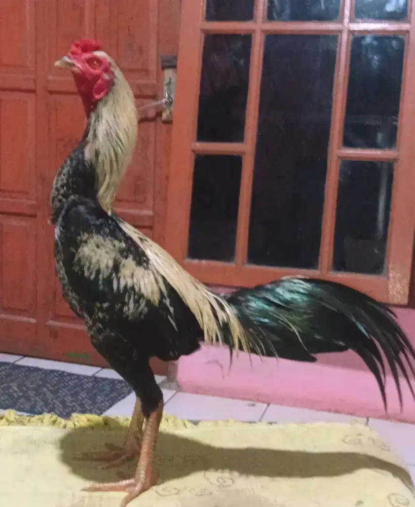 Ayam bangkok janggaran Jalak