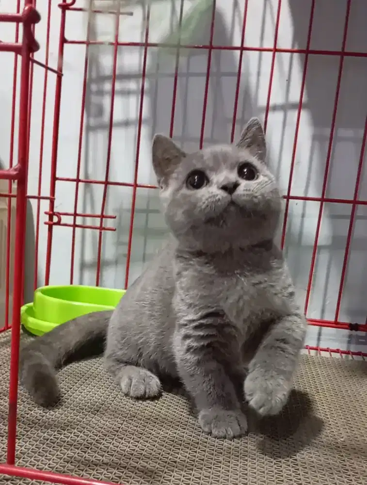 BSH Munchkin blue