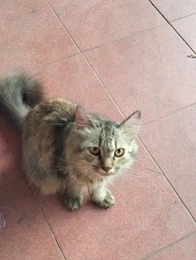 UNTUK 10 EKOR KUCING SIAP DIADOPSI – Biaya Pengganti Pakan Saja